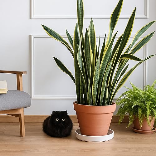 Miniatura 5 de D'vine Dev Moderno platillo redondo de cerámica de 10 pulgadas, bandeja de drenaje para plantas de interior, blanco mate, 97-TY-10W