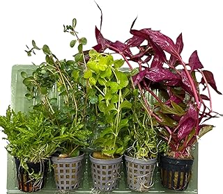 5 Topf Wasserpflanzen Set- Vielfältiges Aquarienpflanzen-Mix-Set mit Vordergrund-, Mittel- und Hintergrundpflanzen – Inklusive 5 verschiedener Topfpflanzen mit Wurzeln – Nachhaltig verpackt