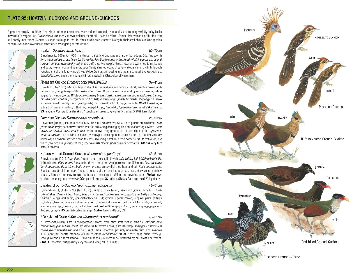 Field Guide to the Birds of Ecuador (Helm Field Guides)      Paperback – May 8, 2018