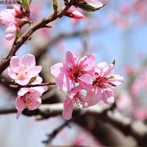 桃花朵朵开