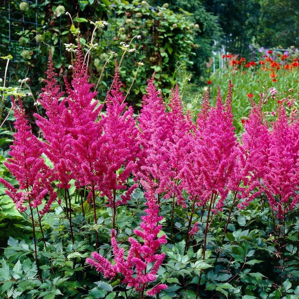 Votaniki Astilbe Chinensis Maggie Daley Bare Roots Ready to Plant — Hardy Perennial Astilbe with Hot Pink Plumes for Shade Gardens | Easy-to-Grow (1 Pack)