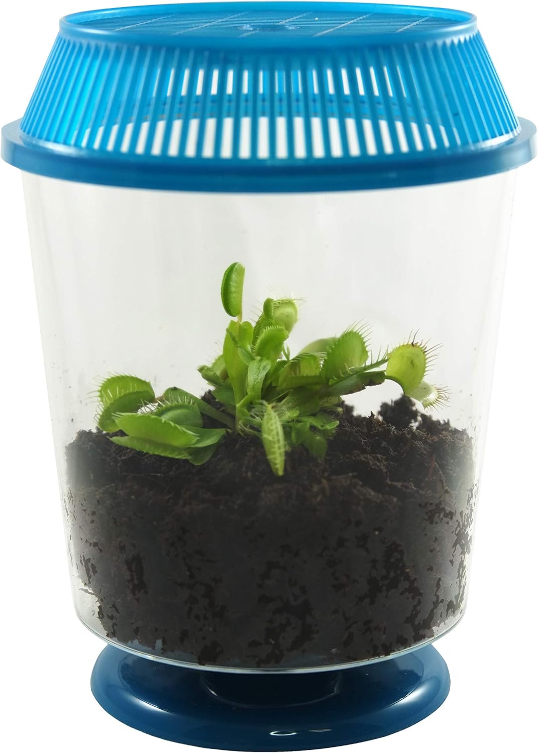 Adult Venus Flytrap in 4.5" Terrarium -Assorted Color Terrariums, Carnivorous Plant Fly Trap