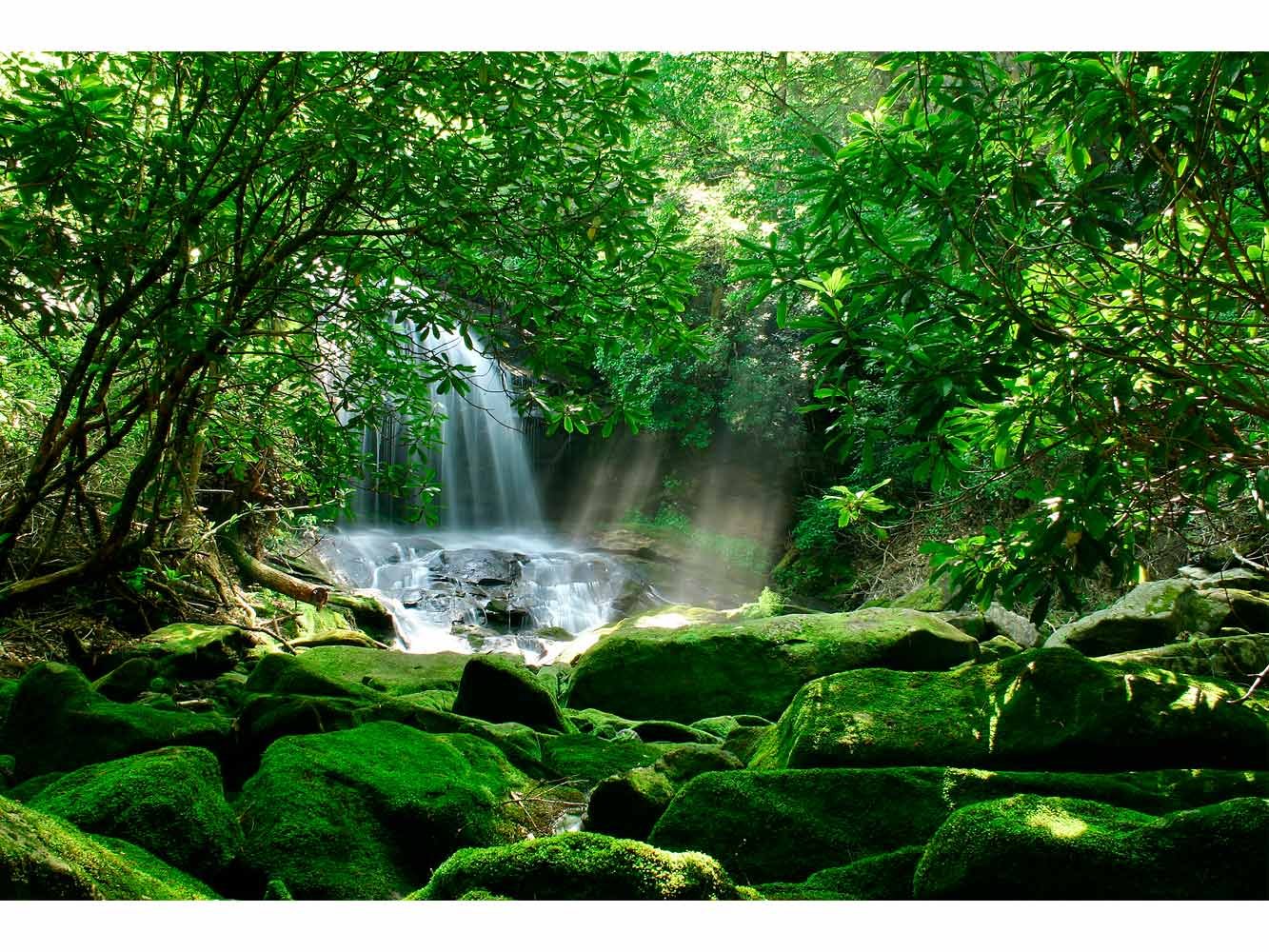Fotomural Vinilo Pared Cascada Bosque Tropical | Fotomural para paredes | Mural | Vinilo Decorativo | Varias Medidas 400 x 300 cm | Decoración comedores, salones, habitaciones...