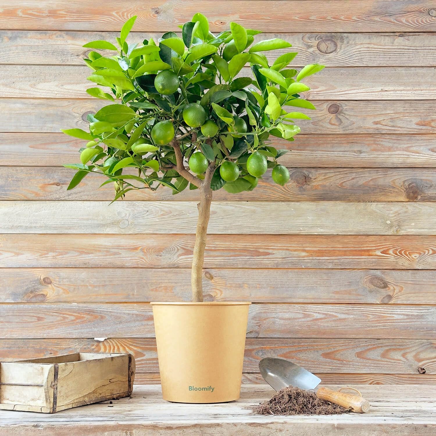 Bloomify® Limettenbaum "Lili" | 70 bis 100 cm großes selbstbefruchtendes Limettenbäumchen | pflegeleichte Limette für für Topf oder Kübel | schöne Blüten, aromatische Früchte