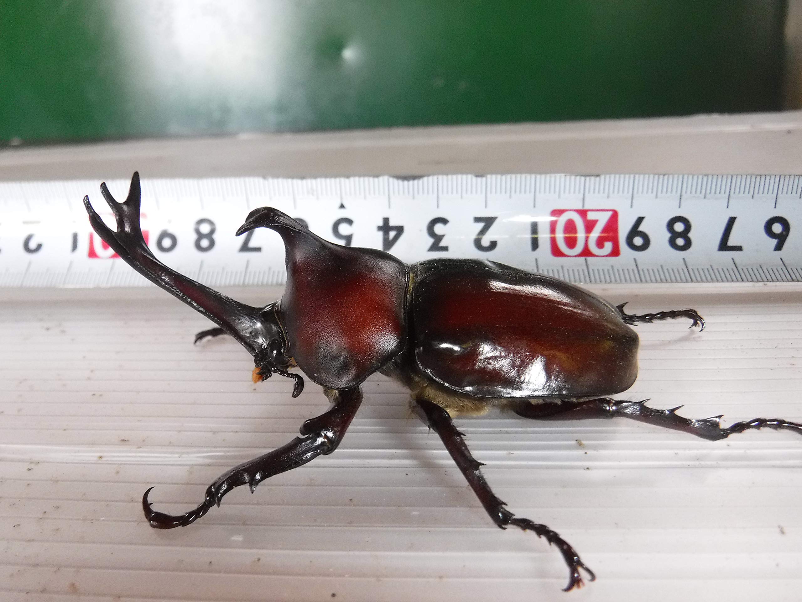 カブト虫マット600:発酵熟成竹・成虫・幼虫飼育用・産卵育成用:50リットル | カブトムシマット・発酵熟成竹使用 6L カブト専用マット dショッピング カブト虫マット1040:発酵熟成竹・成虫・産卵・幼虫飼育用:2ℓ カブト虫マット600:発酵熟成竹・成虫・幼虫飼育用・産卵育成用:50リットル | カブトムシマット・発酵熟成竹使用 6L カブト専用マット dショッピング カブト虫マット1040:発酵熟成竹・成虫・産卵・幼虫飼育用:2ℓ