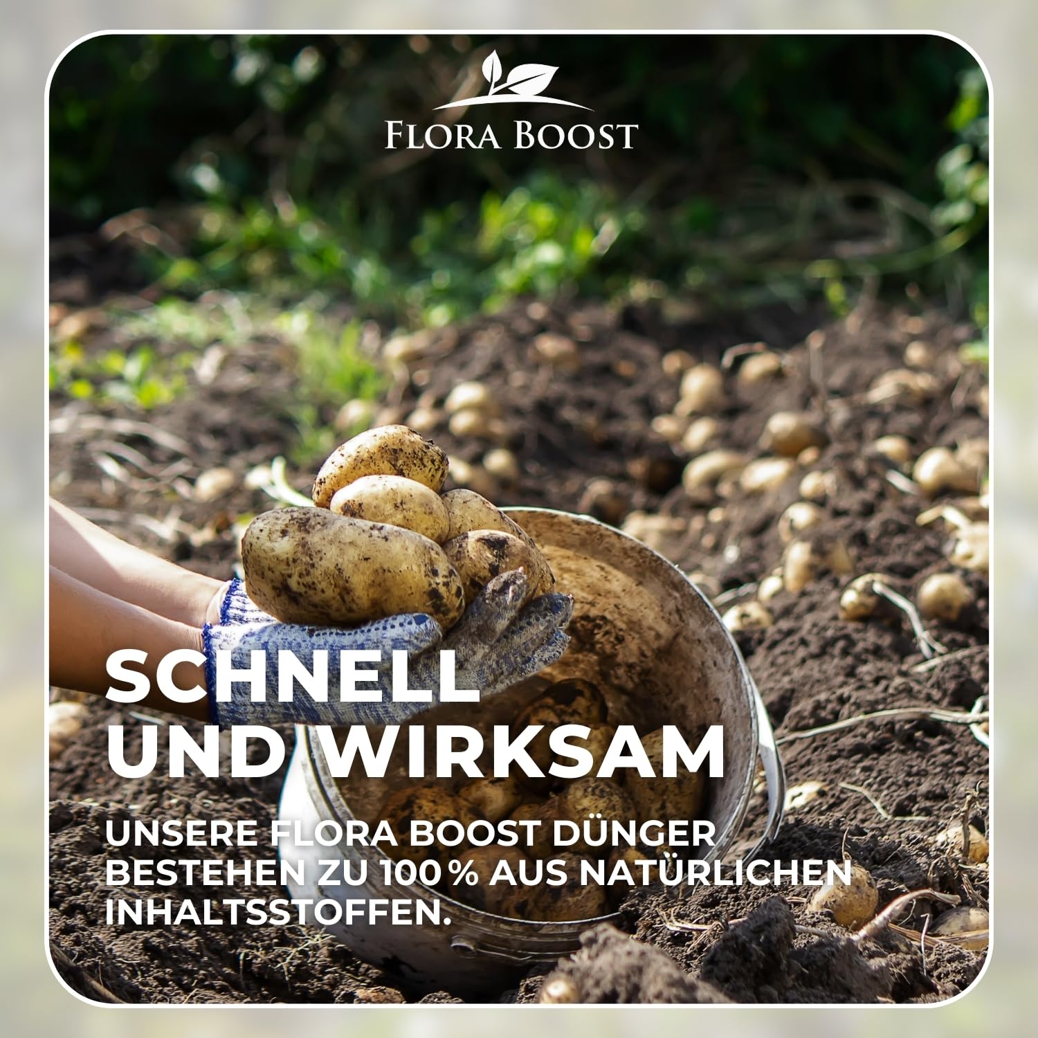 Konfitee Kartoffel Dünger Flora Boost 5000ml I Für bis zu 1000L Gießwasser I Gemüsedünger für Kartoffel Pflanzen I Flüssiger Blatt- & Wurzeldünger I 100% natürlicher Pflanzendünger