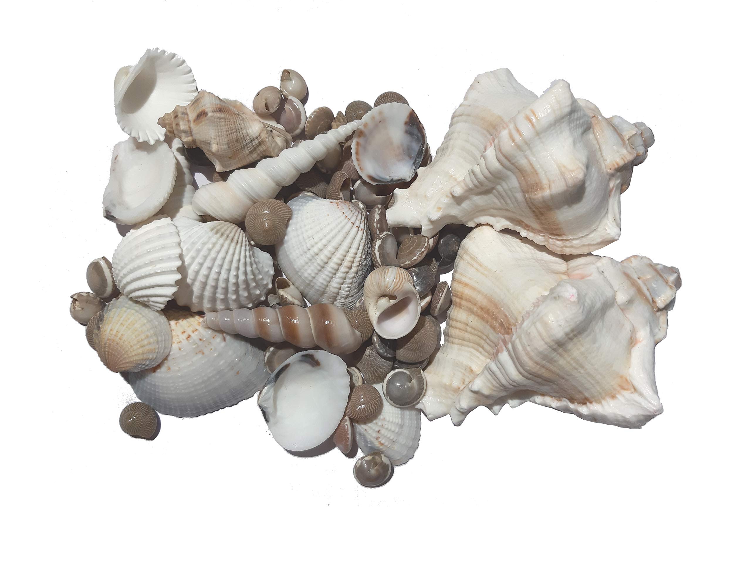 ReneReit Pebbles Shashell mix1 400 g (B07TC9RP1K) Amazon Price History, Amazon Price Tracker