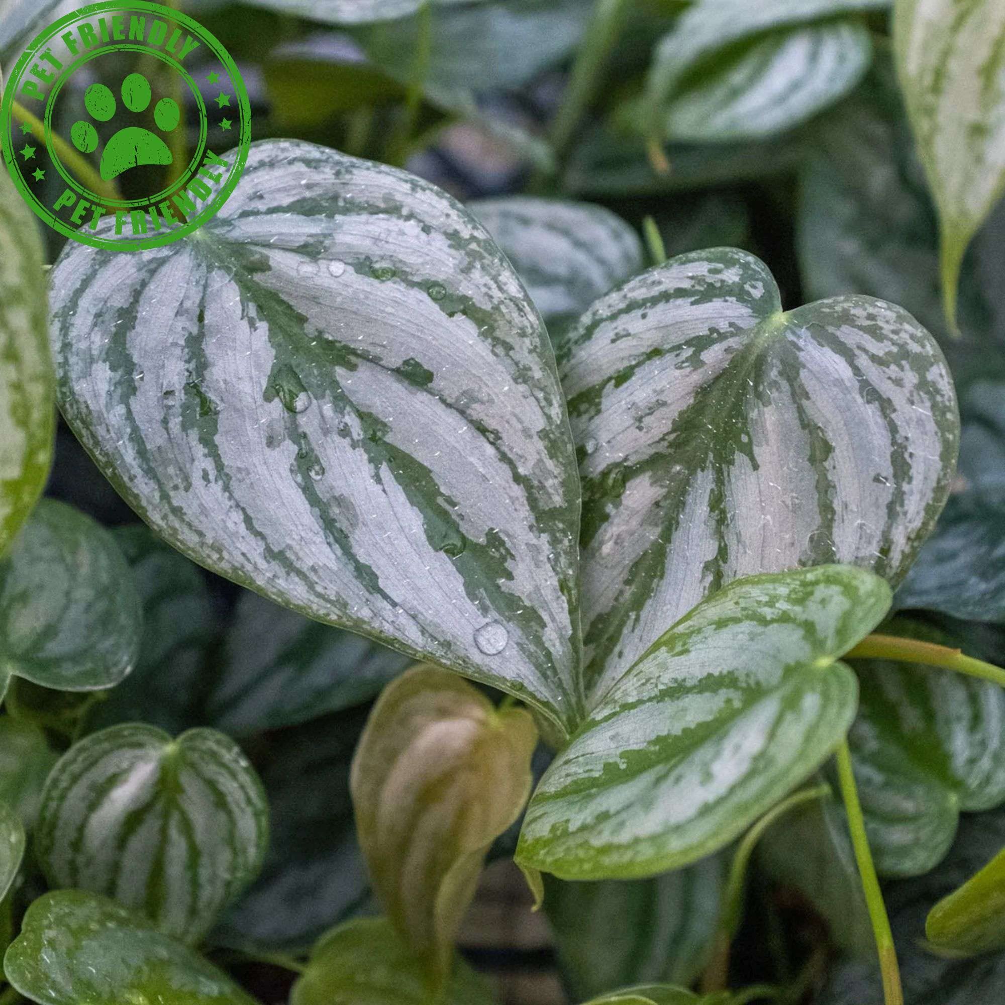 hosta guacamole plant Guacamole Hosta for Sale main image 1