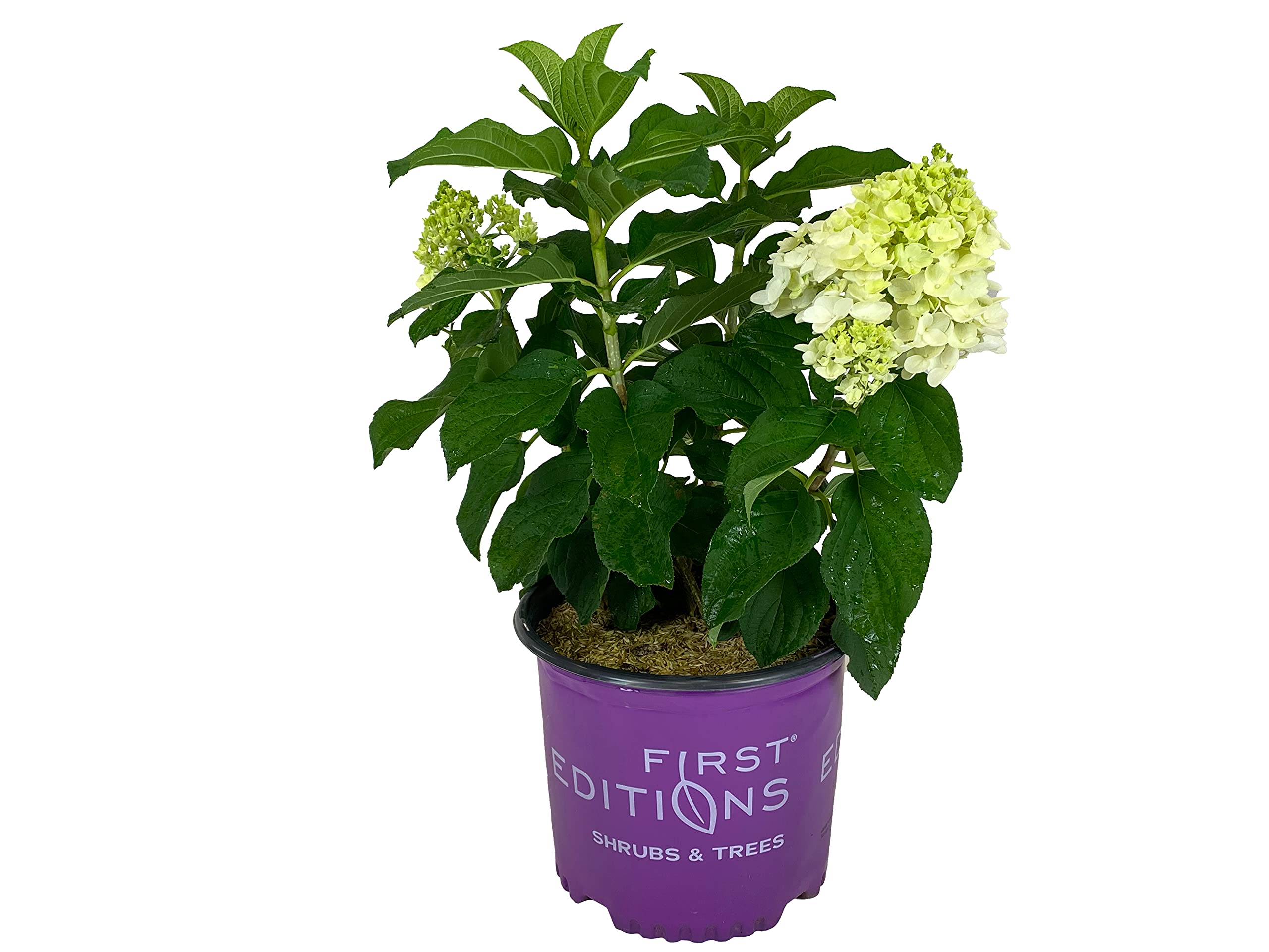 Little Hottie Panicle Hydrangea 3 Gal.