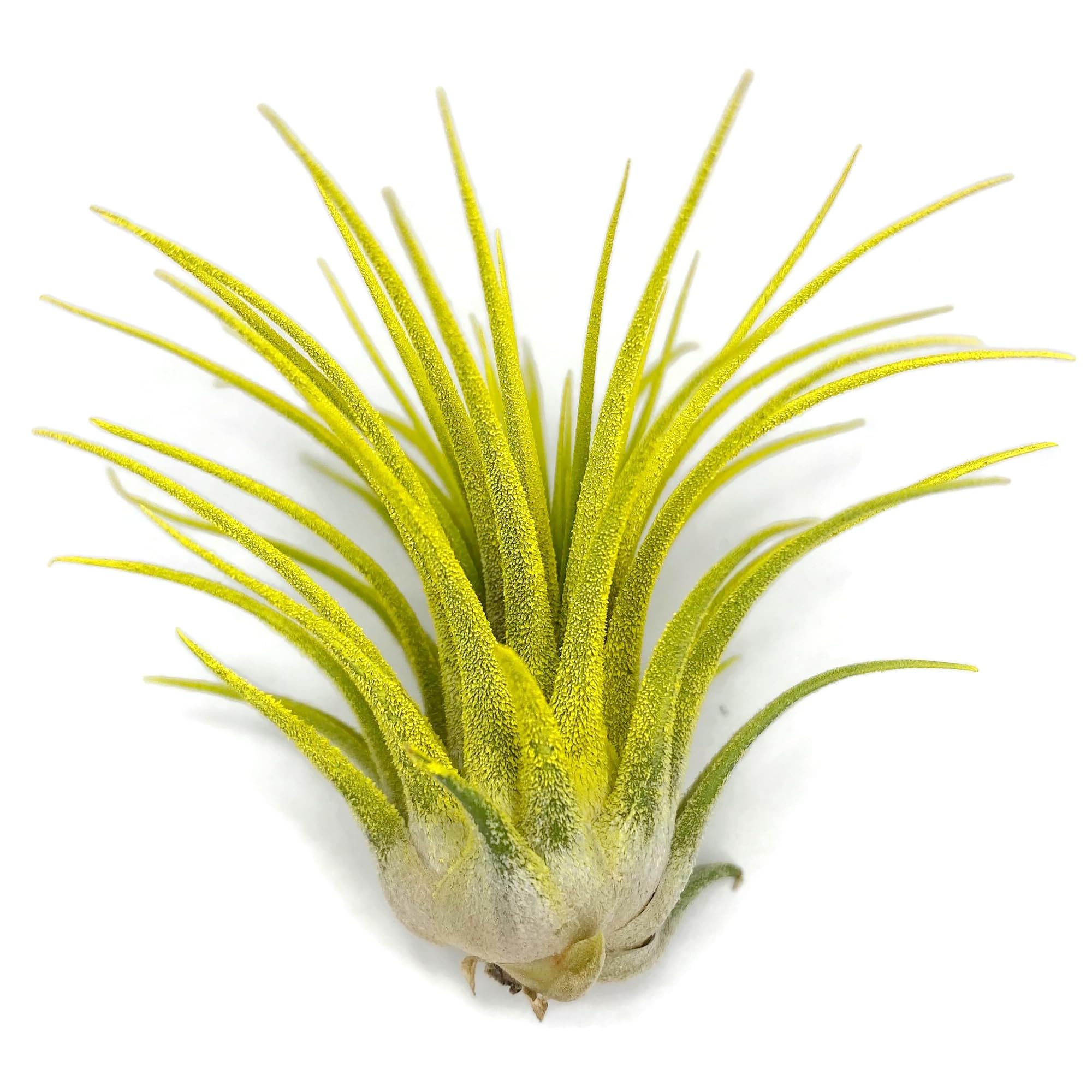Ionantha Guatemala Tillandsia Air Plant, Guatemala Tillandsia Live Airplant, Healthy Arrival Guaranteed, Great Indoor Plant, Home Decor & Gift (Yellow