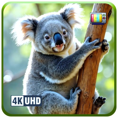 Koala Haven – Peaceful Forest Koala Ambience with Relaxing Nature Vibes for Fire TV Screensaver