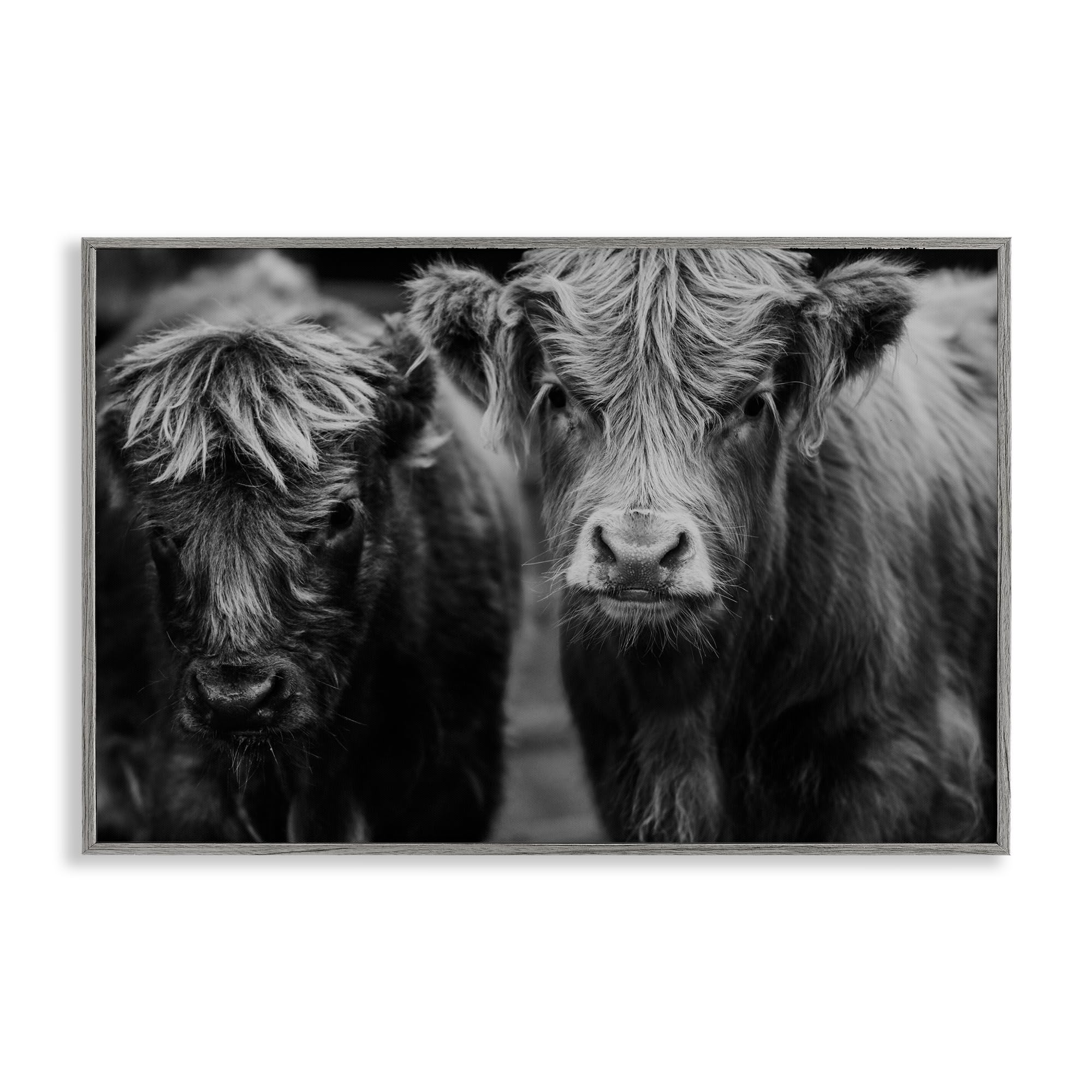 Stupell Industries Cow Faces on Farm Gray Framed Giclee Art, design by Amy Carroll, 16 x 24