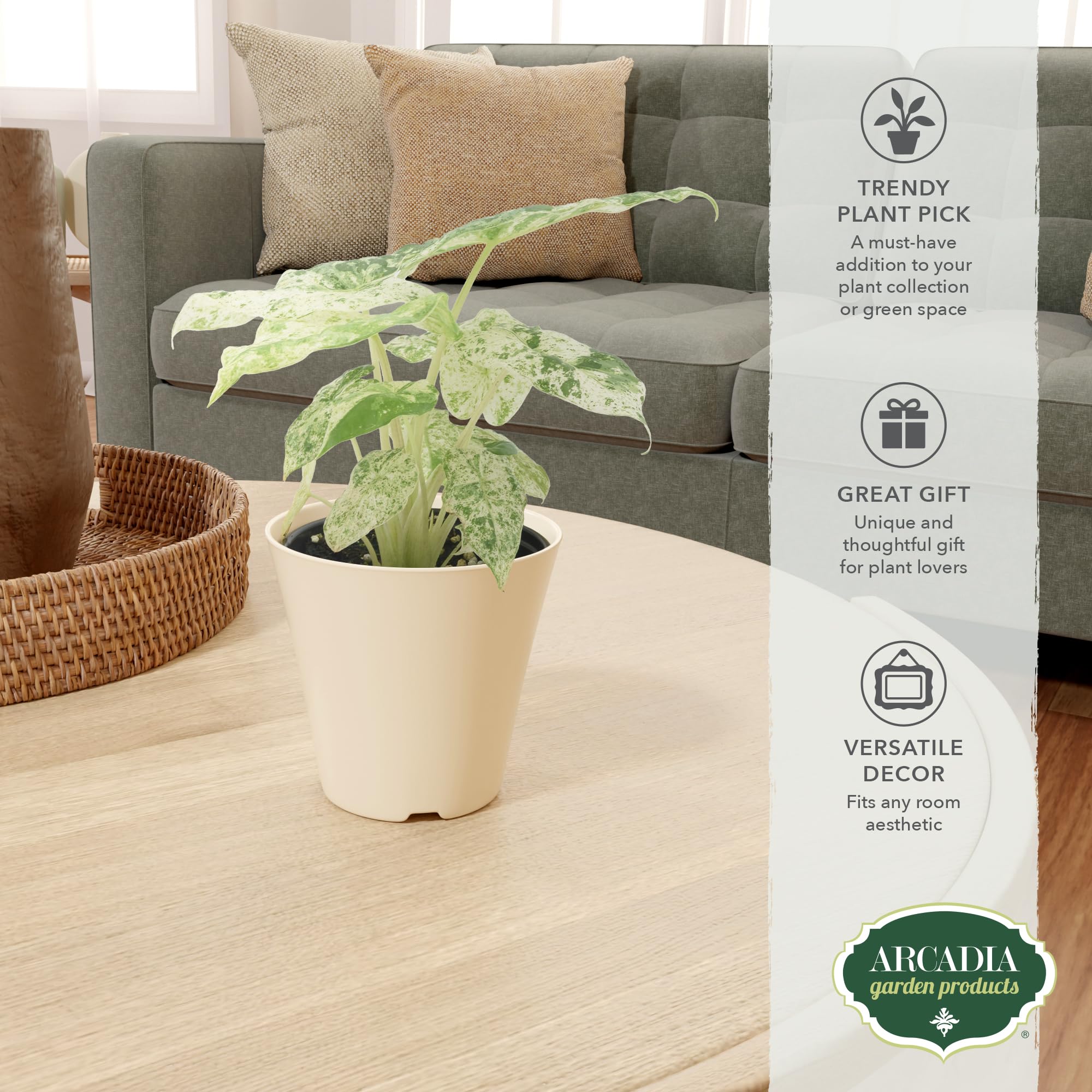 Amazon.com: Arcadia Garden Products Live Odora Batik Alocasia