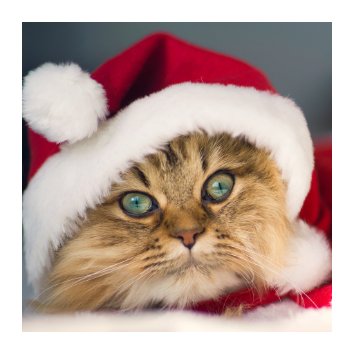 Cute Cat for Android