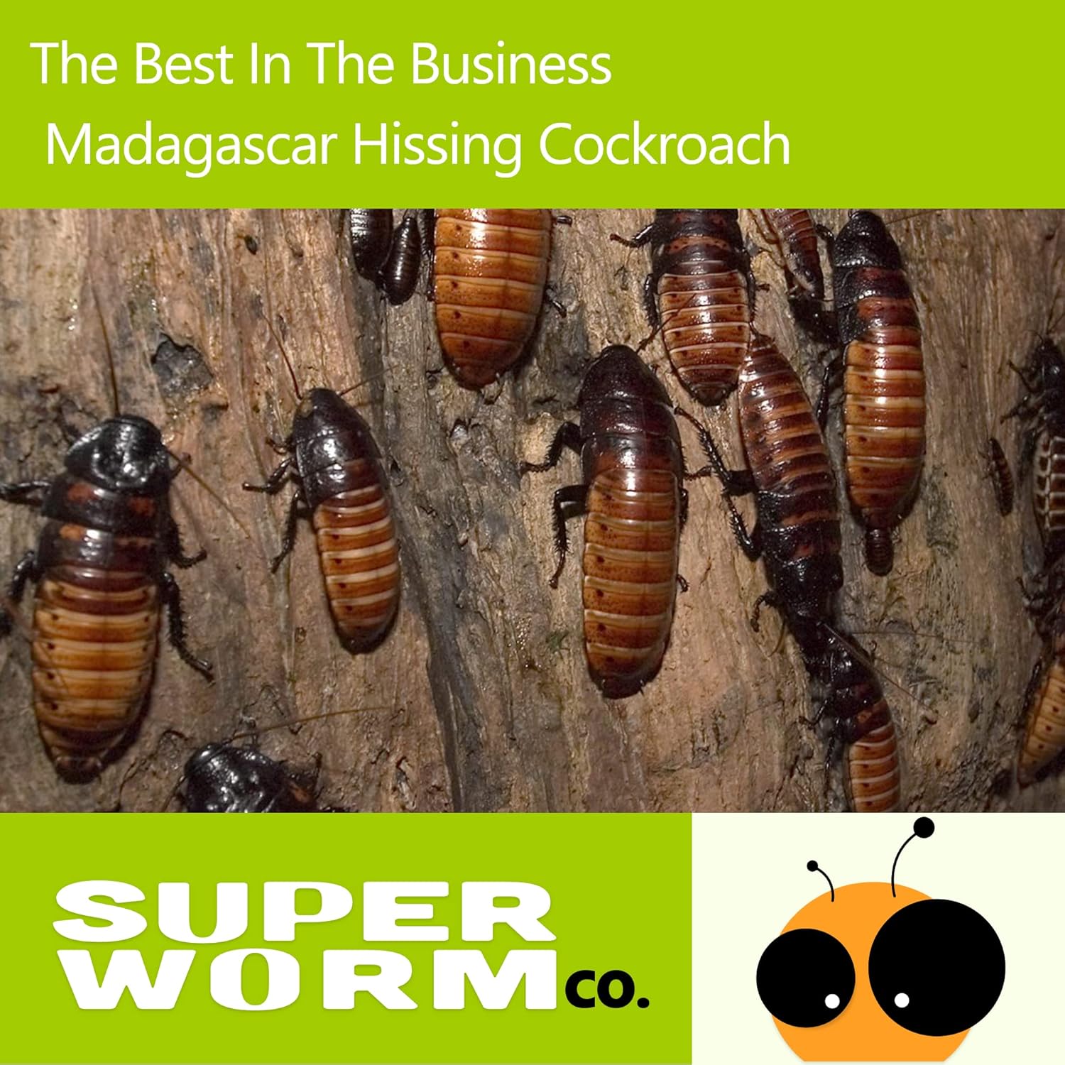 Madagascar Hissing Cockroach 12 Large Adult Starter Colony (Gromphadorhina portentosa)