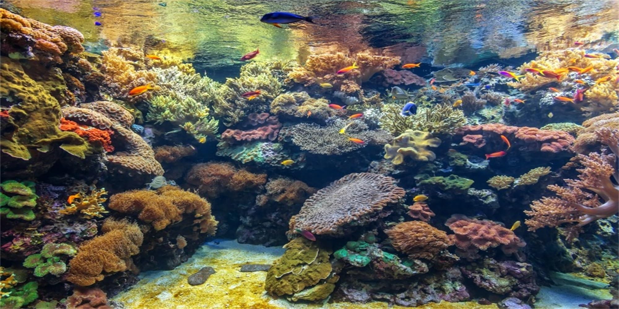 MIRRORANG 61x30cm Underwater Aquarium Background Coral Reef Undersea Fish Tank Background Terrarium Background