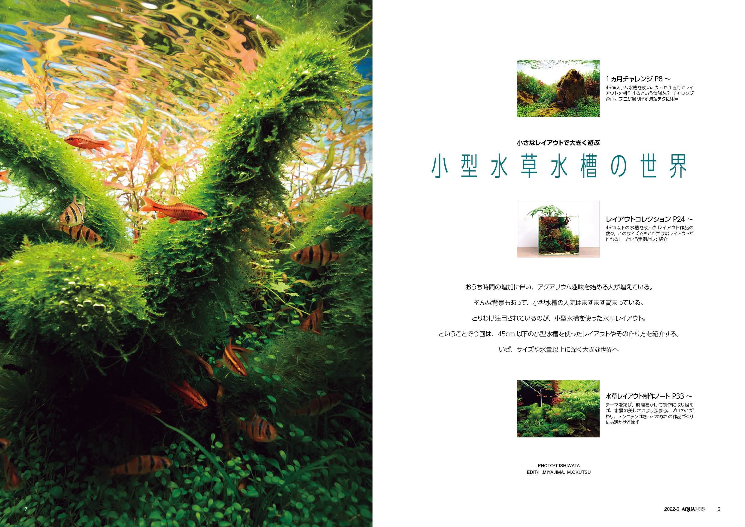 月刊アクアライフ 22年 03 月号 小型水草水槽の世界 本 通販 Amazon