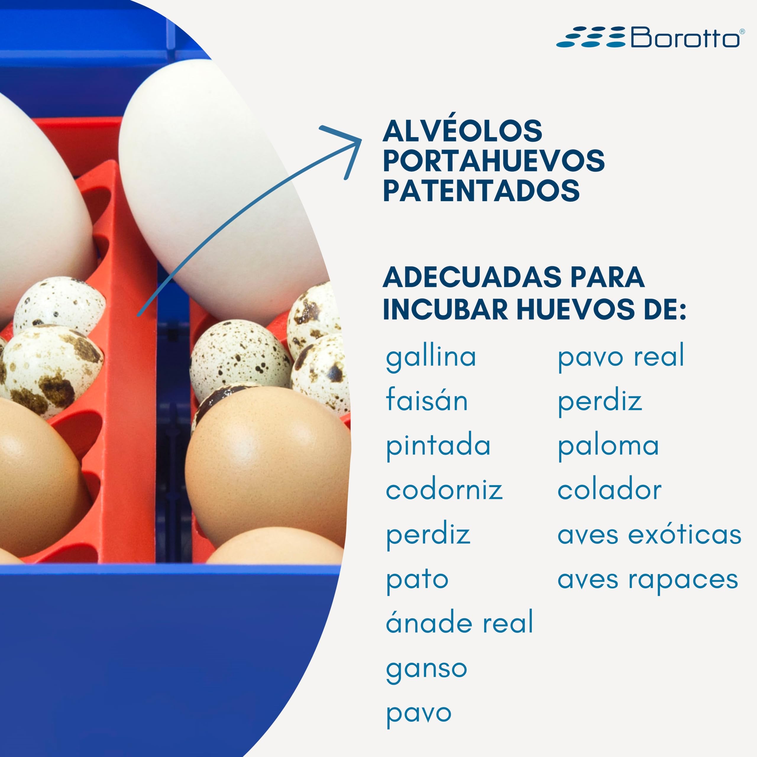 Borotto Lumia 8 | Incubadora de Huevos Automática Profesional Patentada para 8 Huevos o 32 Pequeños con Volteador de Huevos Automático y Control de Temperatura | Made in Italy