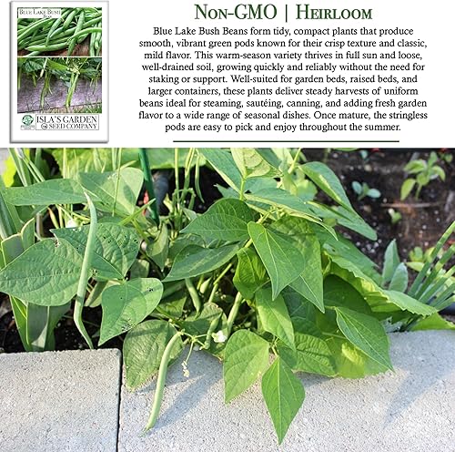 Miniatura 3 de Blue Lake Bush Green Bean Seeds, más de 50 semillas tradicionales por paquete, semillas sin OMG, (semillas de jardín de Isla), nombre botánico