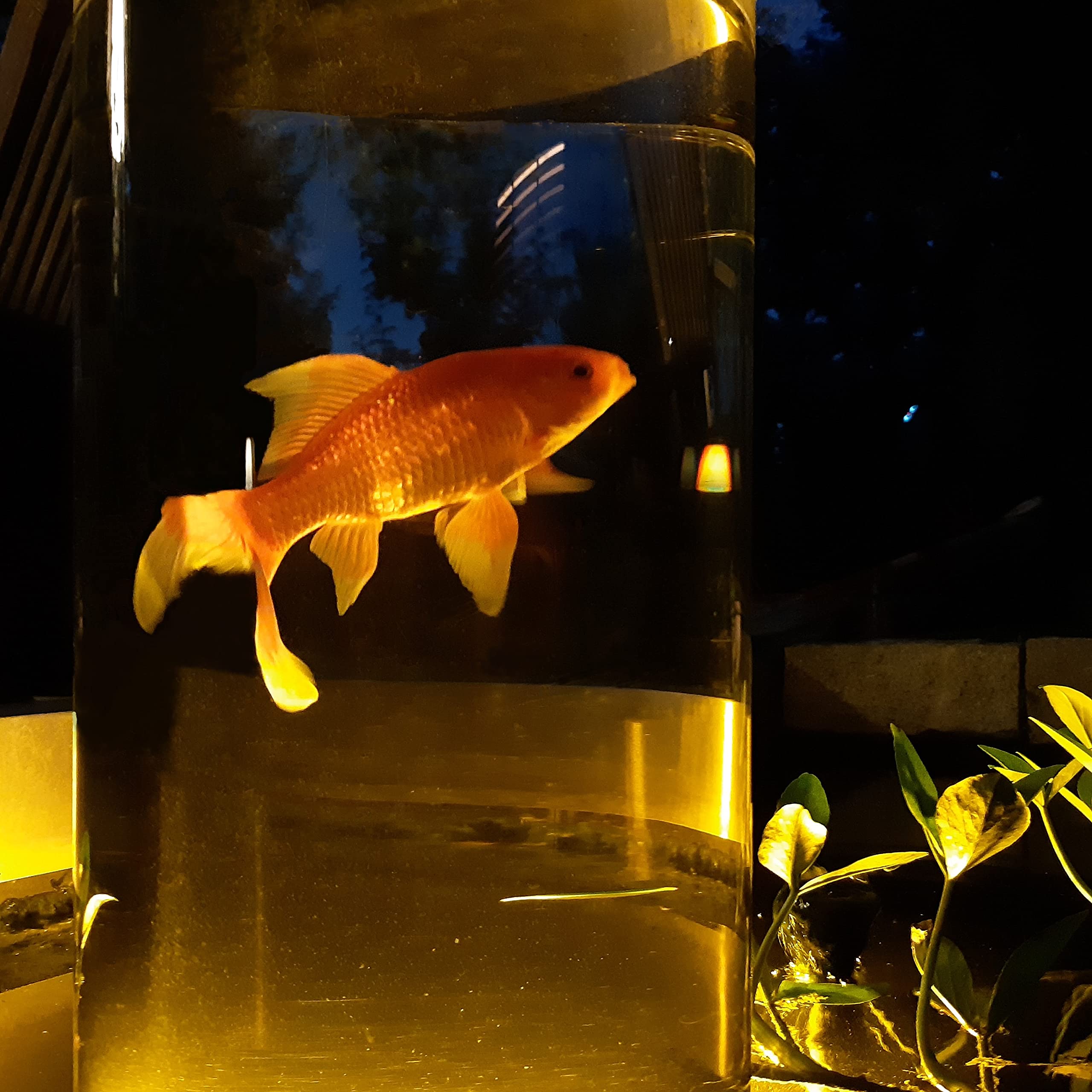 Fischsäule 100 cm x 20 cm Durchmesser | Fischturm hergestellt aus Plexiglas| Fischfahrstuhl für Fische | 3 mm Wandstärke aus transparentem Acrylglas für Goldfische für Ihren Teich | Fischturm aus PLEXIGLAS®, Fischfahrstuhl für Fische, 3 mm Wandstärke, tra