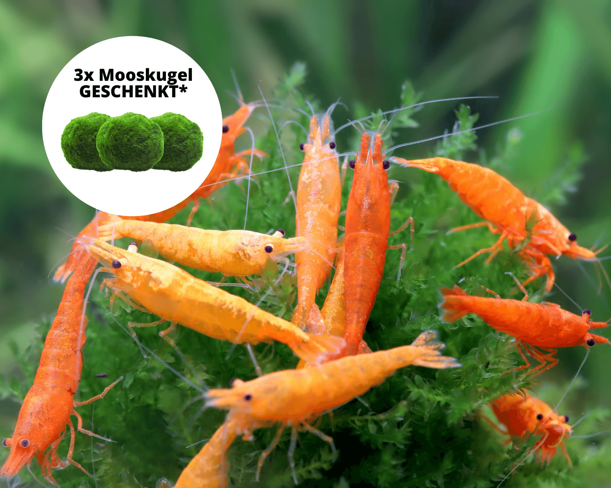 Garnelen 15x Neocaridina Set + 3X Mooskugel - Farbige Ziergarnelen für Leitungswasser - Pflegeleicht & vermehrungsfreudig - Mit Cladophora Algenkugeln als Filter & Versteck im Aquarium