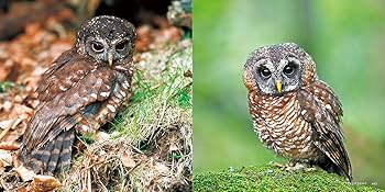 ふくろう |本 | 通販 | Amazon