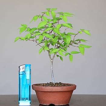 Amazon.co.jp: 『欅』けやき 小品盆栽【泰寿園 Online】 : DIY