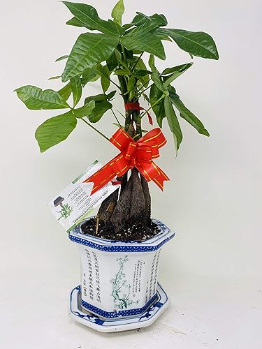 Pachira - Hucha trenzada (4.0in)