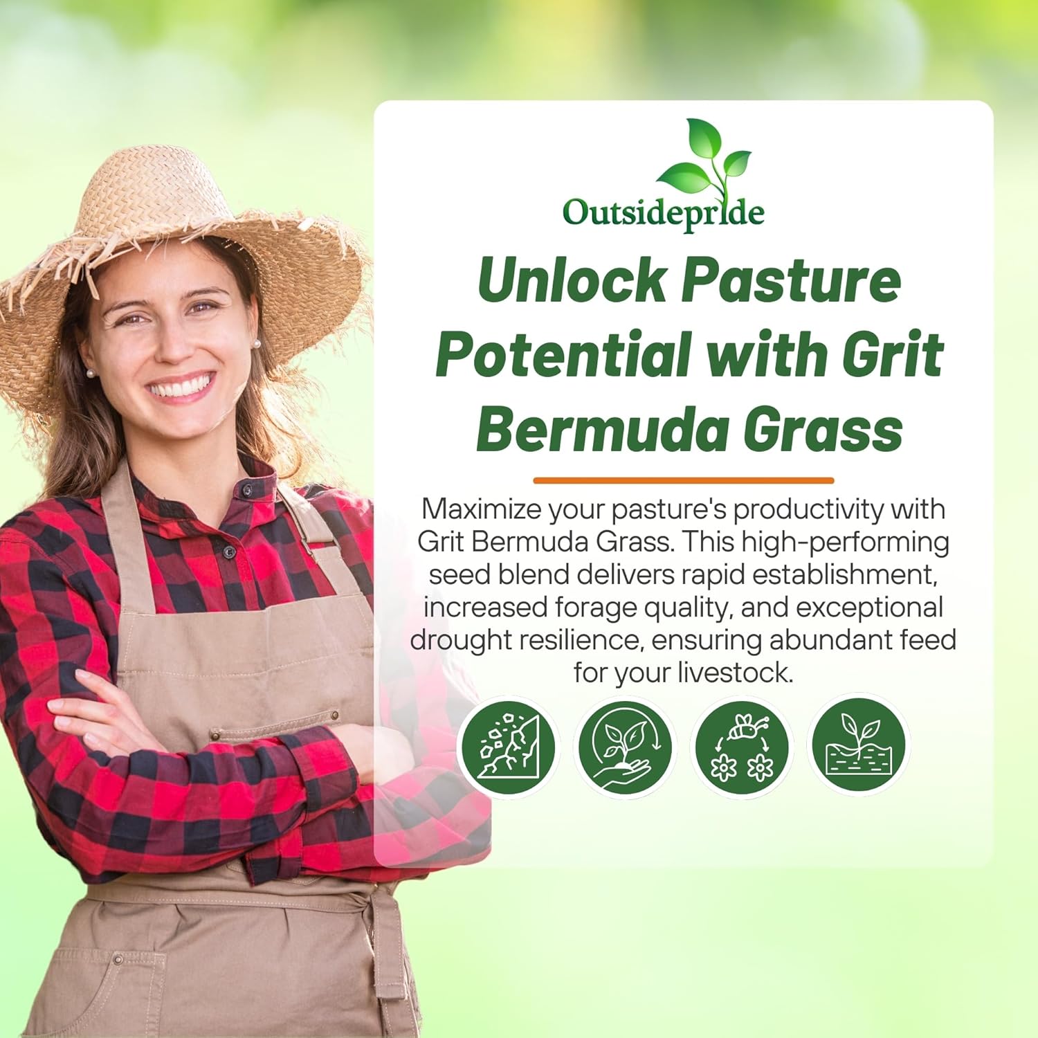 Outsidepride Forage Bermuda Seeds - 50 lb. Perennial, Drought Tolerant & Fast-Growing, Pasture Seeds for Planting Large Grass Leaves, Ideal for Hay Foraging & Rotational Grazing