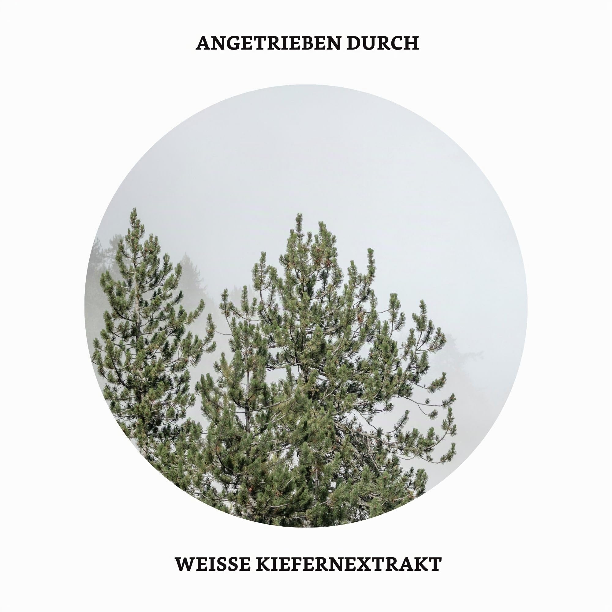 KORRES White Pine Meno-Reverse - Expert Duo, Anti-Aging Vorteilsset aus Serum-in-Creme 40ml und Konzentrat 15ml für aufgepolsterte und gestraffte Haut nach den Wechseljahren, vegan