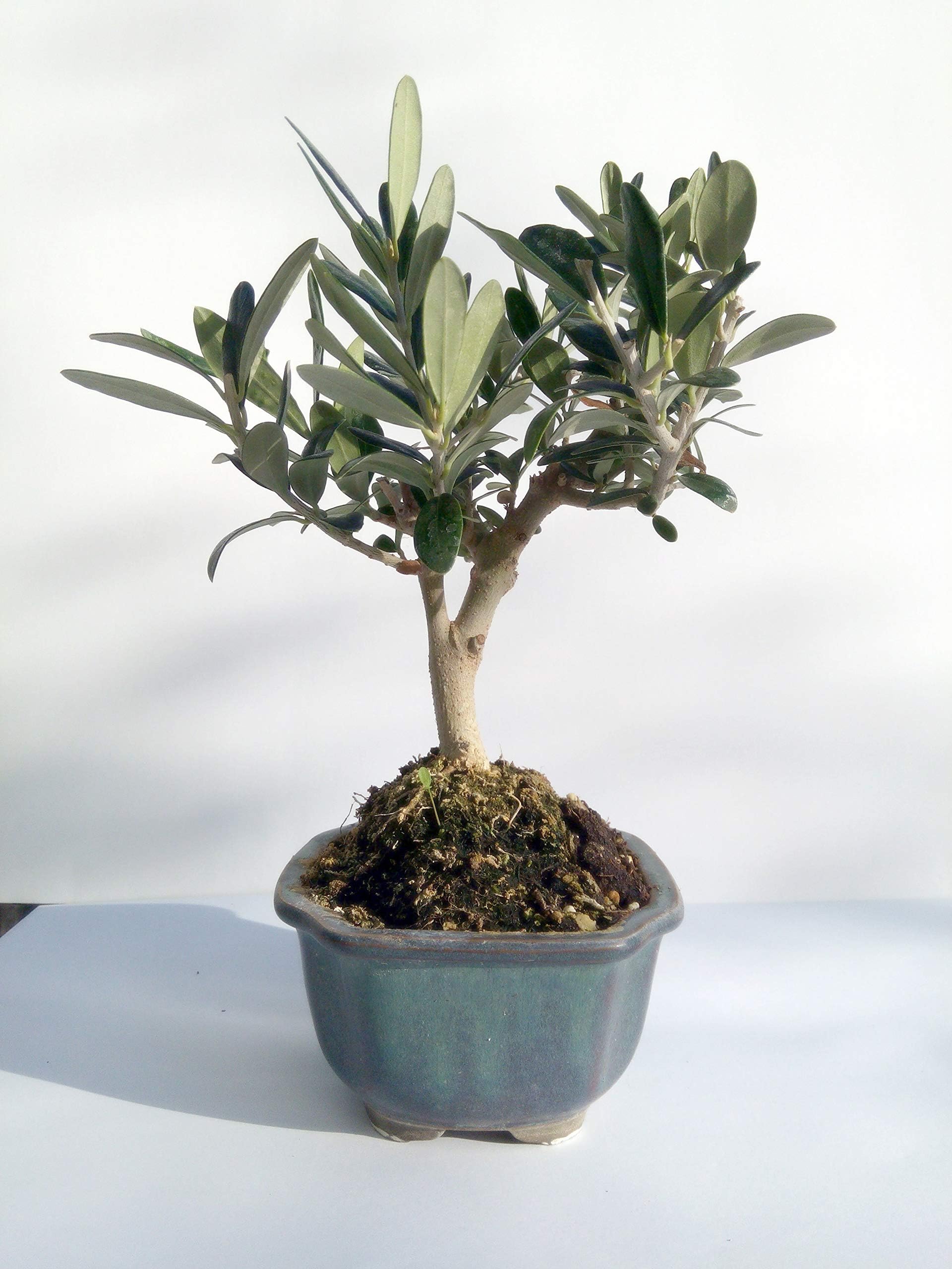 Olive Tree - 5 Year Old Plant