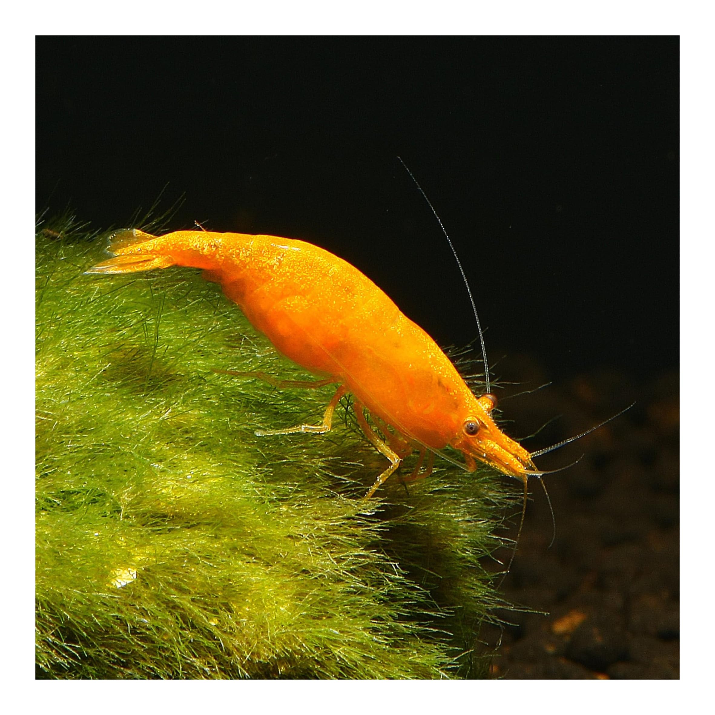 10 x Orange Sakura Zwerggarnele, Neocaridina davidi, Orange Sunkist Garnele, für Einsteiger, leicht zu pflegen und zu züchten