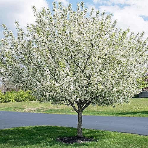 CHUXAY GARDEN 60 semillas de Malus Hupehensis, árbol de hoja caduca de té, manzano silvestre chino, manzano silvestre Hupeh, Malus Theifera pantalla