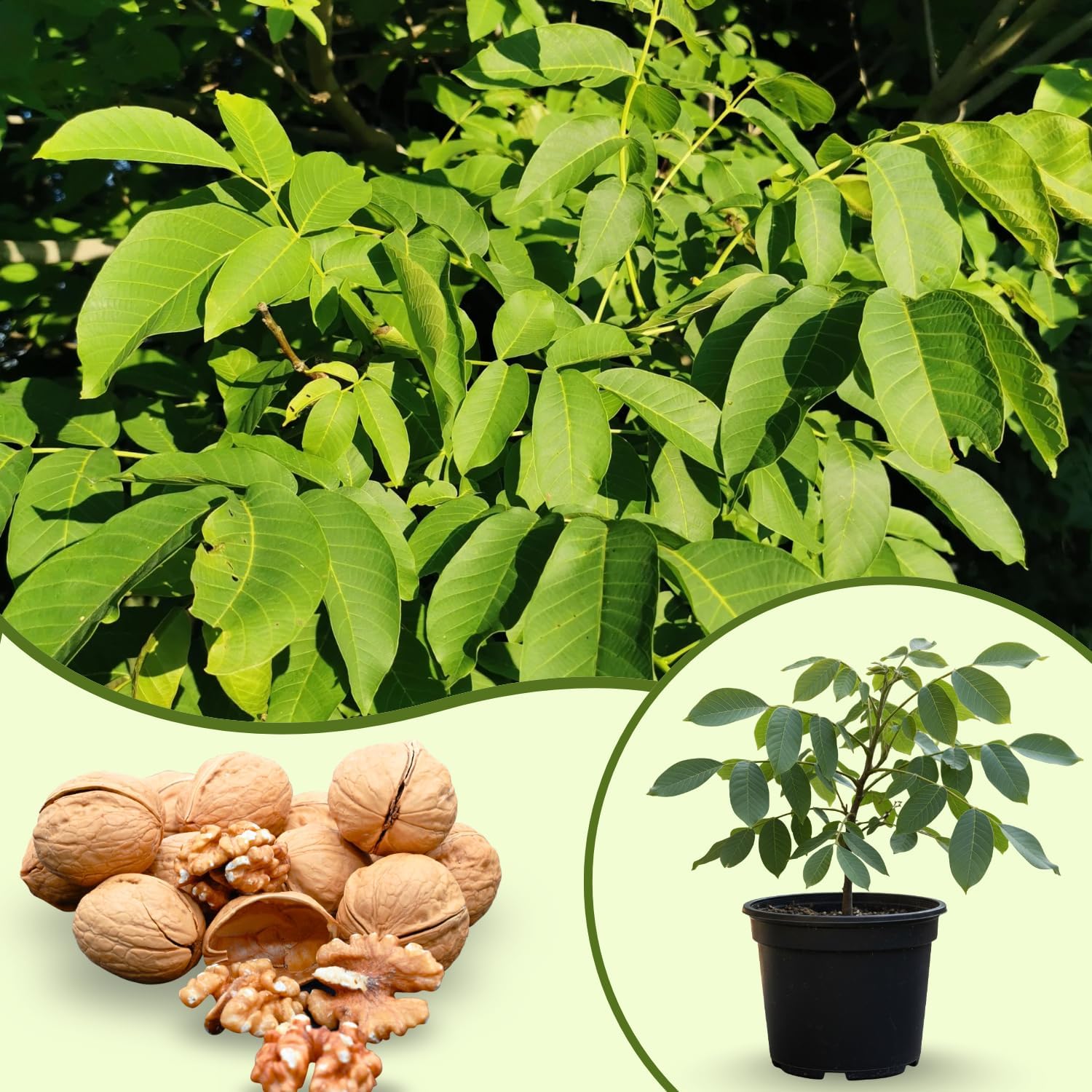 Walnut Tree Plant, 1 Year Old Walnuts Tree 1-3 Feet Tall, Hardy, Winter Dormant Nut Tress for Outdoor Growing