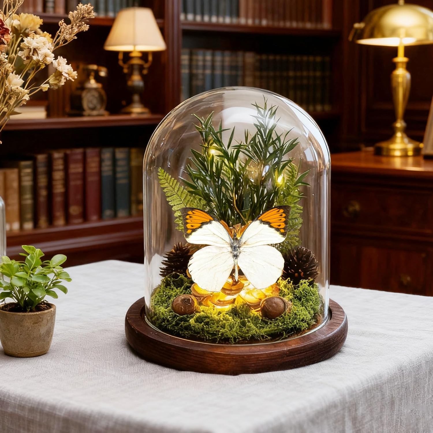 Glass Taxidermy Butterfly Shadow Box Shelf Decor, Nature Gifts for Women Girls, Light Up Butterfly Table Decor for Office Living Room Kitchen Entryway Bookshelf Desk (Not Include Battery)