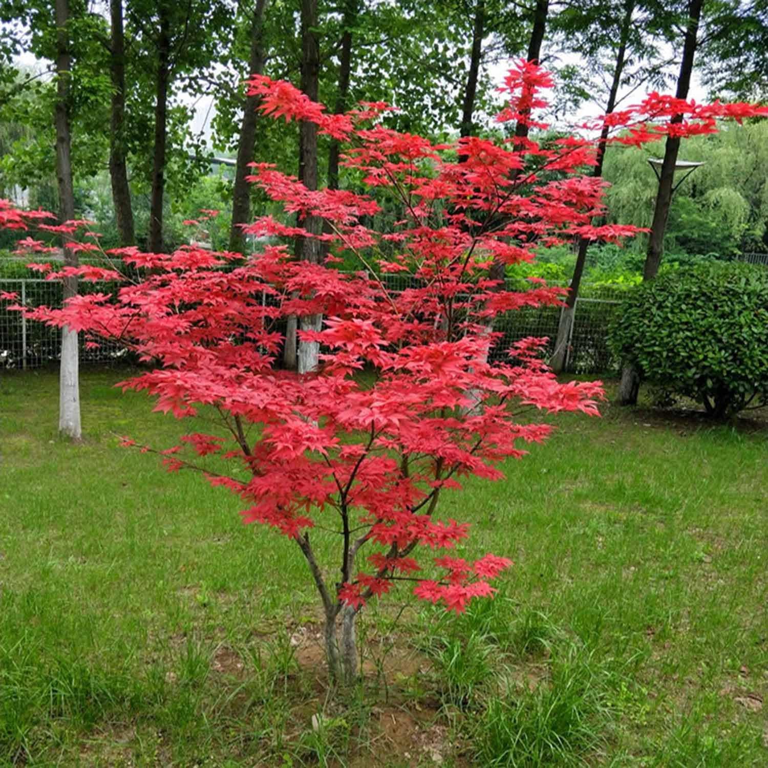 Large Red Maple Faux Tree with Japanese Landscape Art – Modern Home Office Living Room Floor Decor Enhance Your Garden(1x0.6m/3.2x1.9ft)
