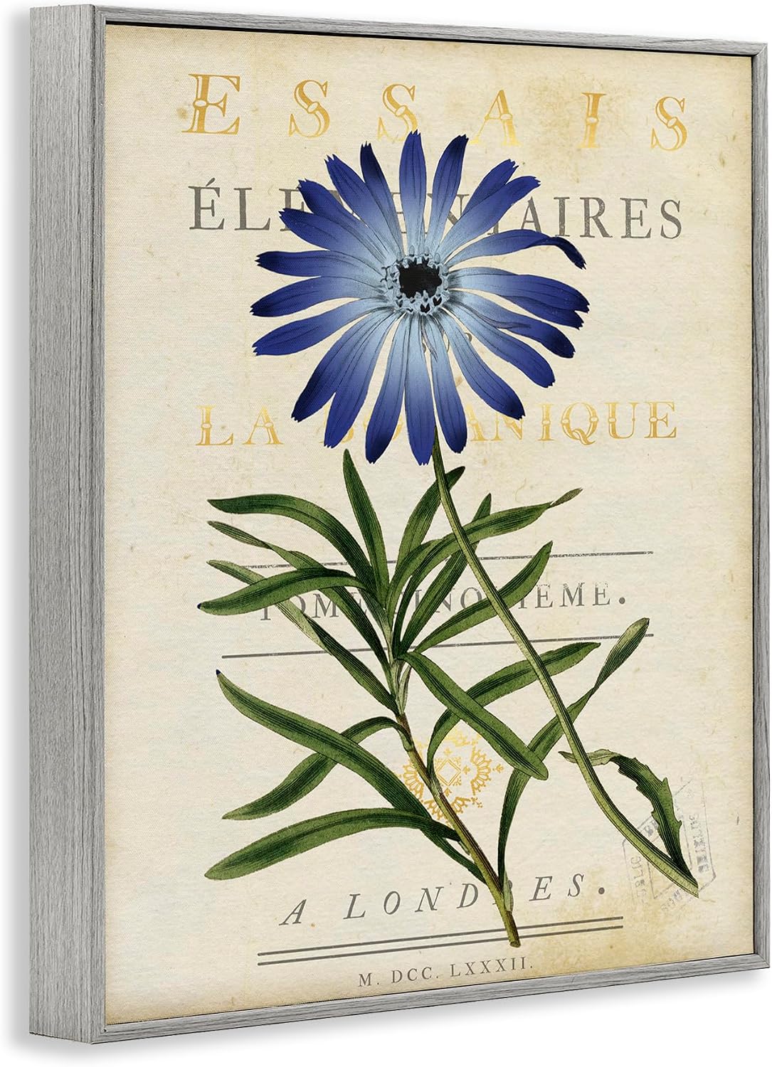 'Natural Botany Daisy'| Framed Giclee Art | Stupell Industries | Gray, 24 x 30 Inches, Easy to Hang and Sturdy, Made in USA, by Susan Arnot