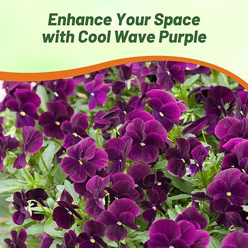 Miniatura 7 de Outsidepride Grupo de padres Pansy Cool Wave Purple