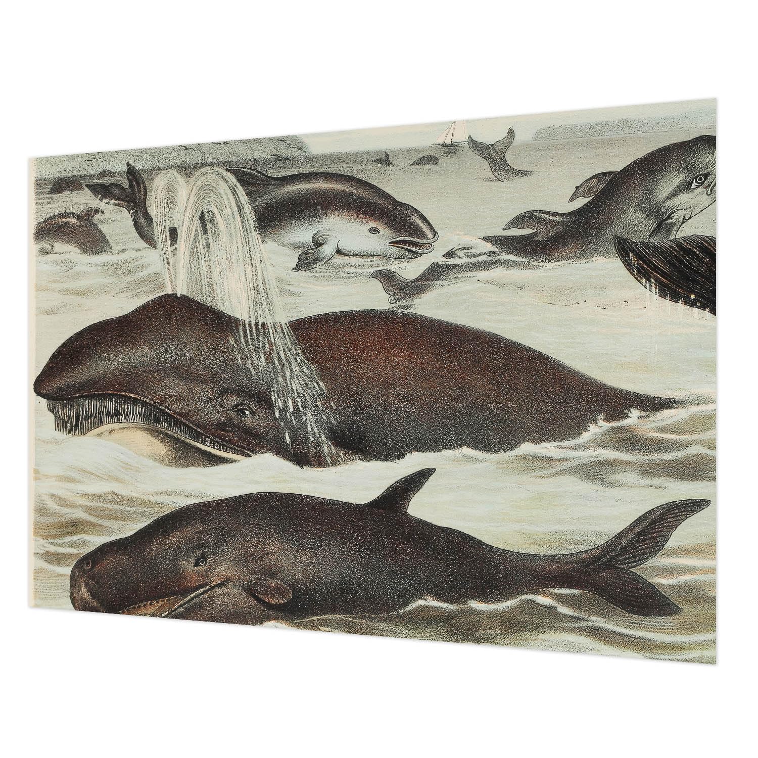 Papier peint intissé créatures marines 208x146 cm pour salon et chambre