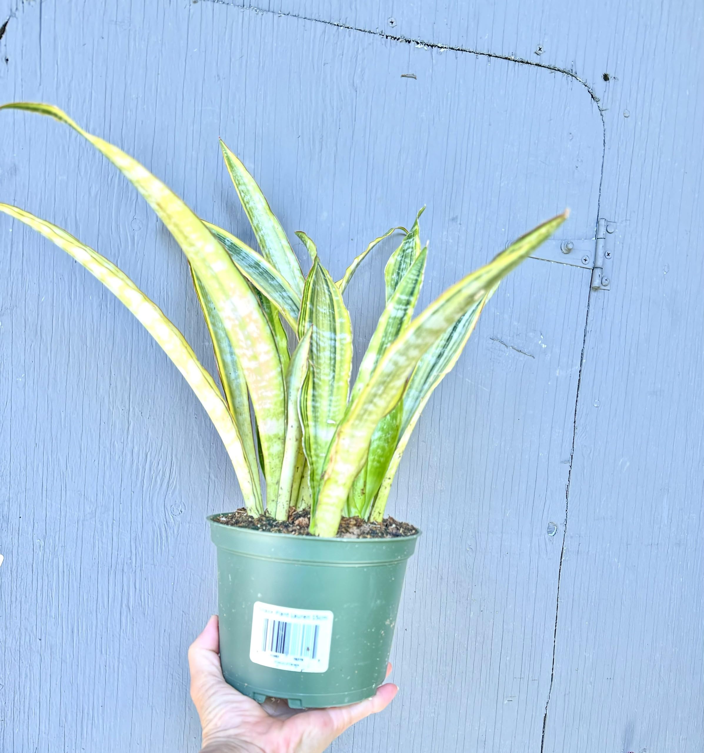 decorative planter pot Madeira Aluminum Raised 16