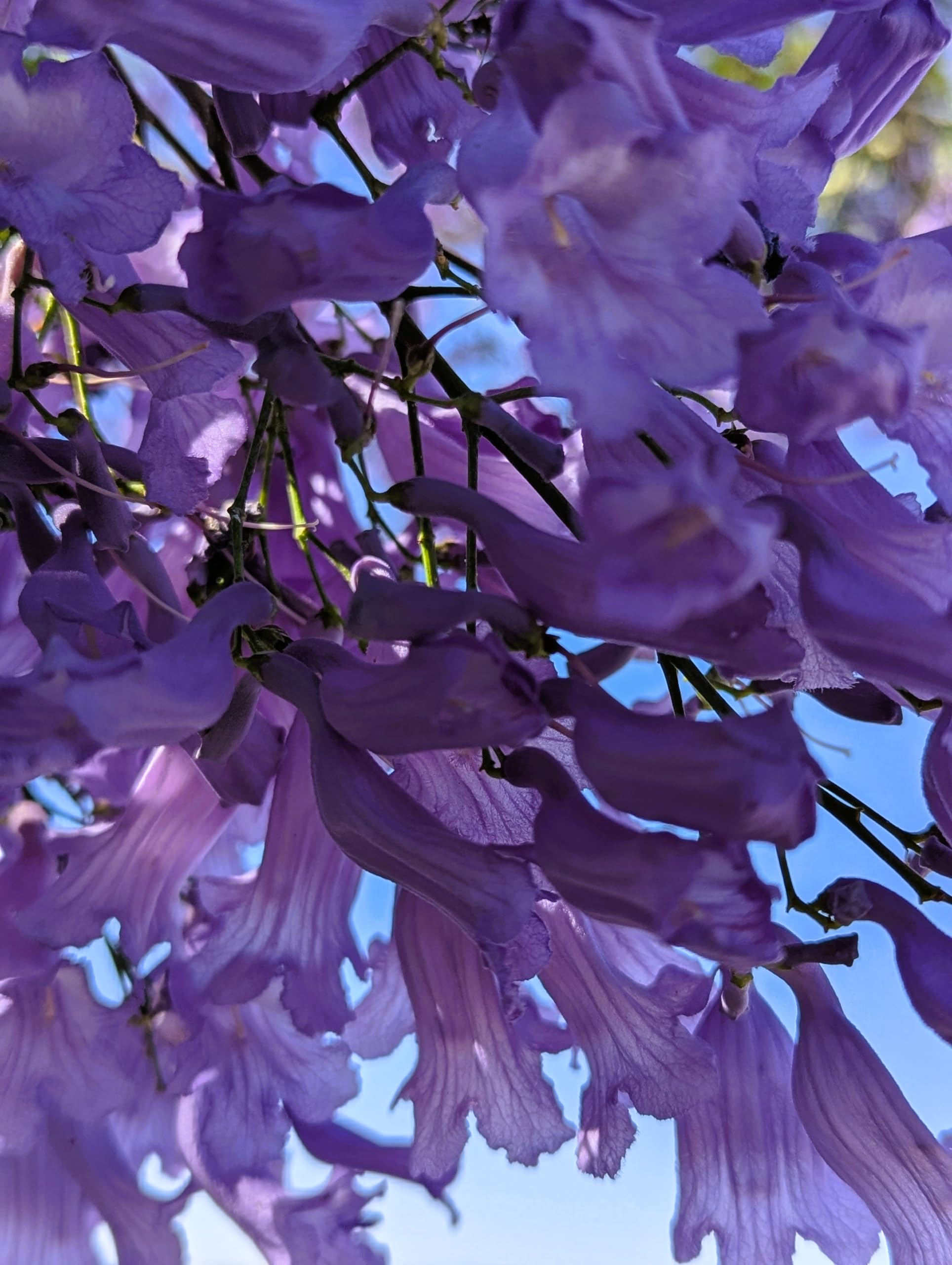 30 Semillas de Jacaranda (Jacaranda Mimosifolia)