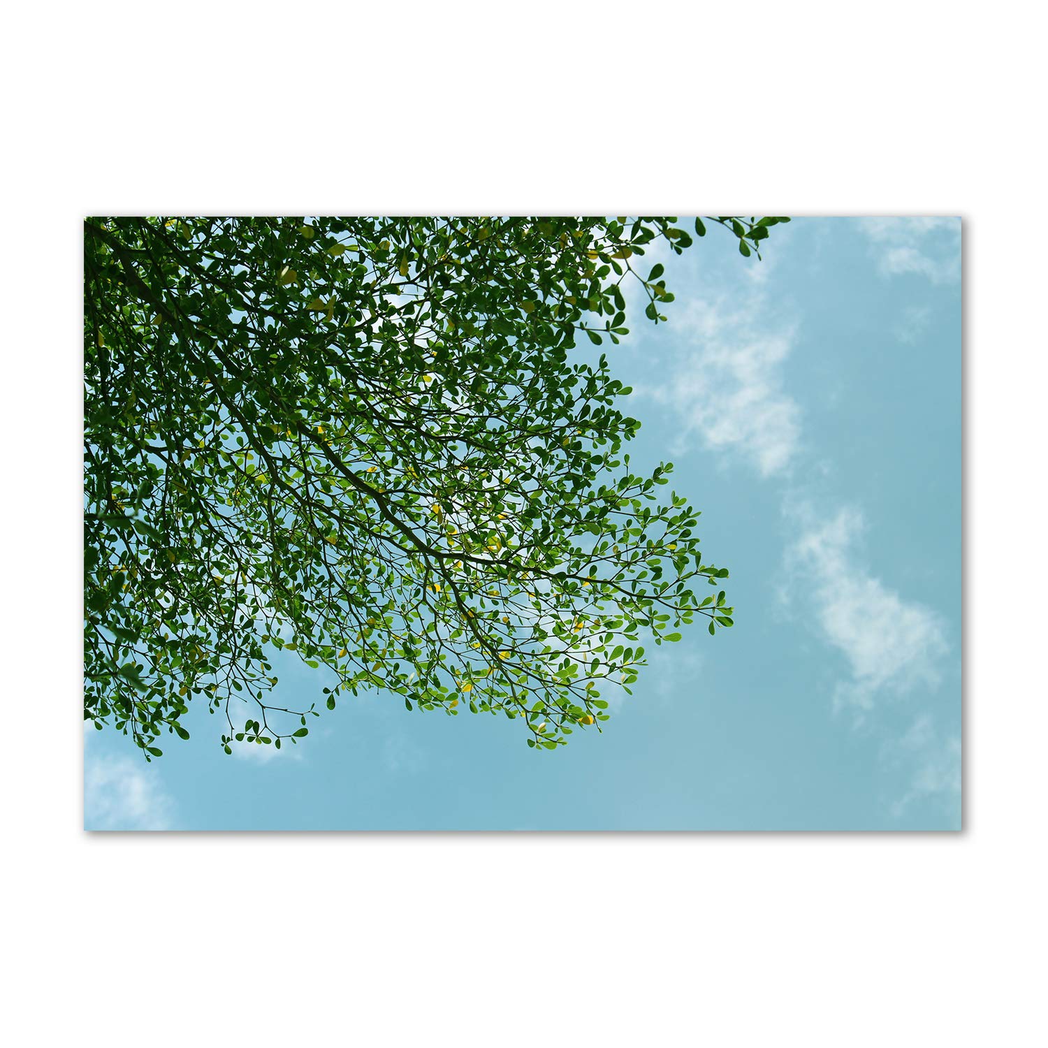 Image sur verre plastique paysage de feuilles vertes pour mur de cuisine
