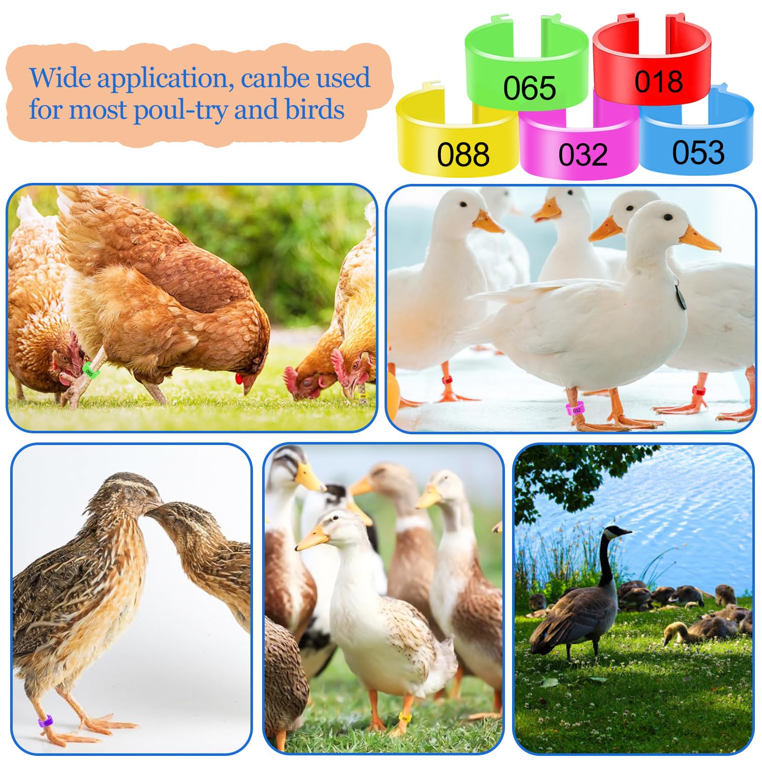 Anillos para las piernas de pollo 20mm Identificación multicolor clip numerado para aves de corral pavo pato ganso Guinea
