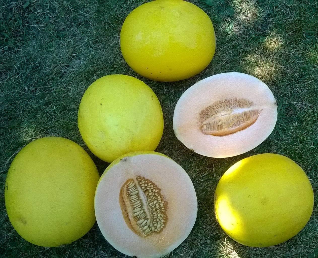 Sugar Melon Sugar Baby Gold 10 samen Sugar Sweet Melon