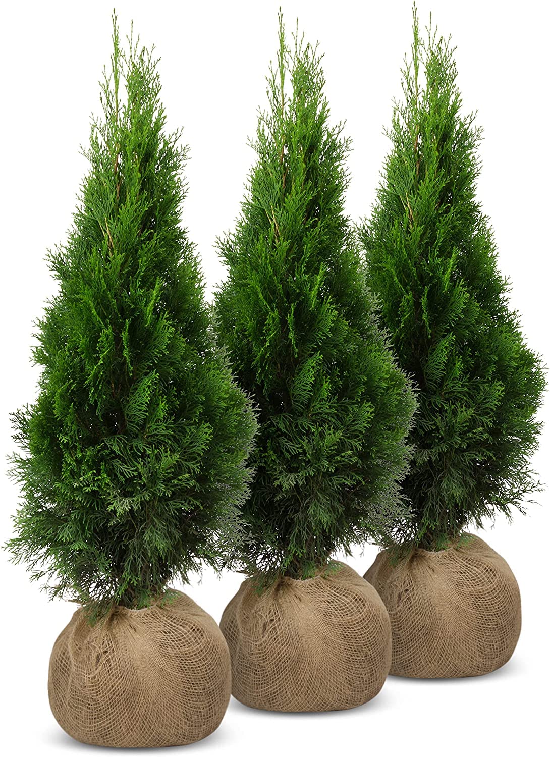 thuja 100 Thuja 