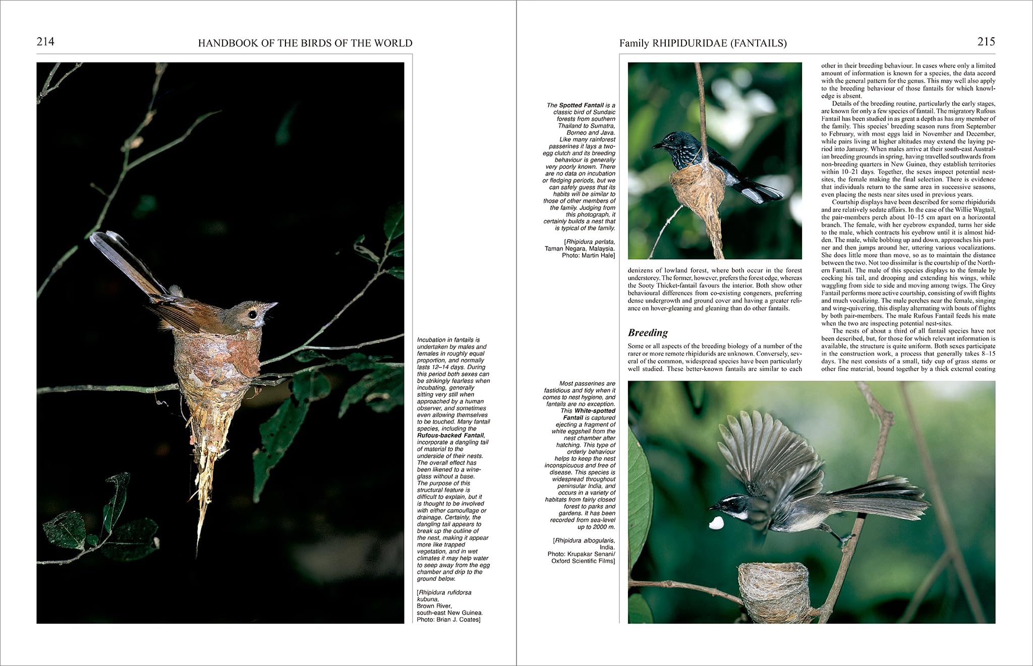 Handbook of the Birds of the World – Volume 11: Old World Flycatchers to Old World Warblers: v. 11