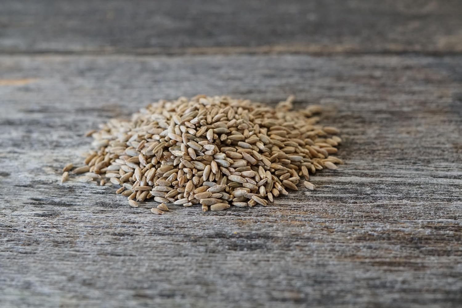Hale Habitat & Seed Winter Rye Food Plot Seed (50 lb Bulk)