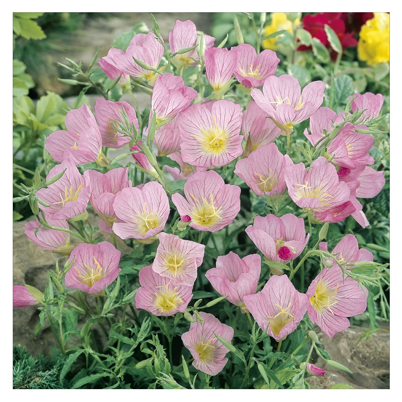 Amazon.co.jp: 桃花 昼咲き月見草 9cmポット 2苗 : DIY・工具・ガーデン