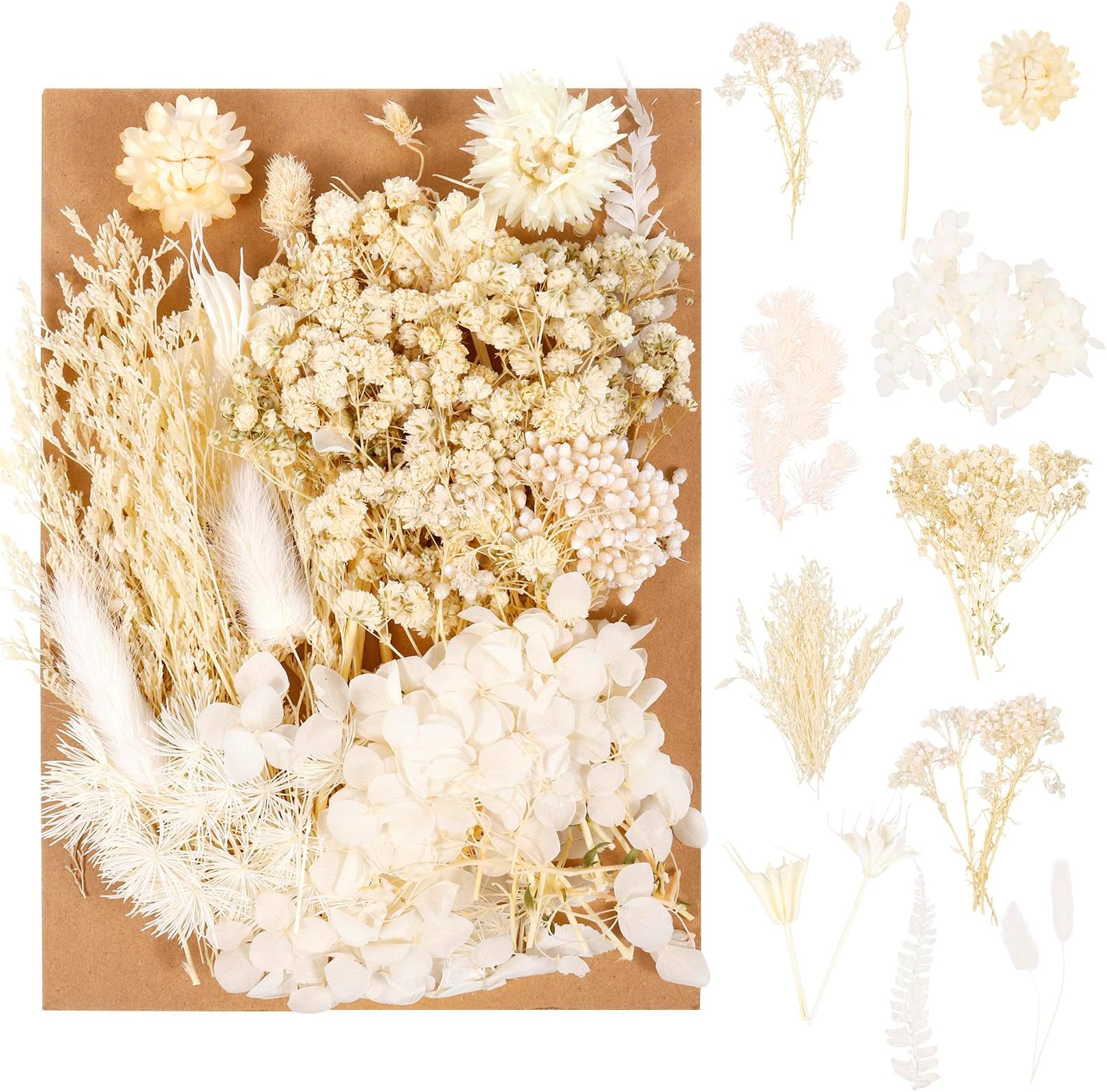 LAUMOE Dried Flowers, Dried Flower, White Dried Flowers Small Dried
