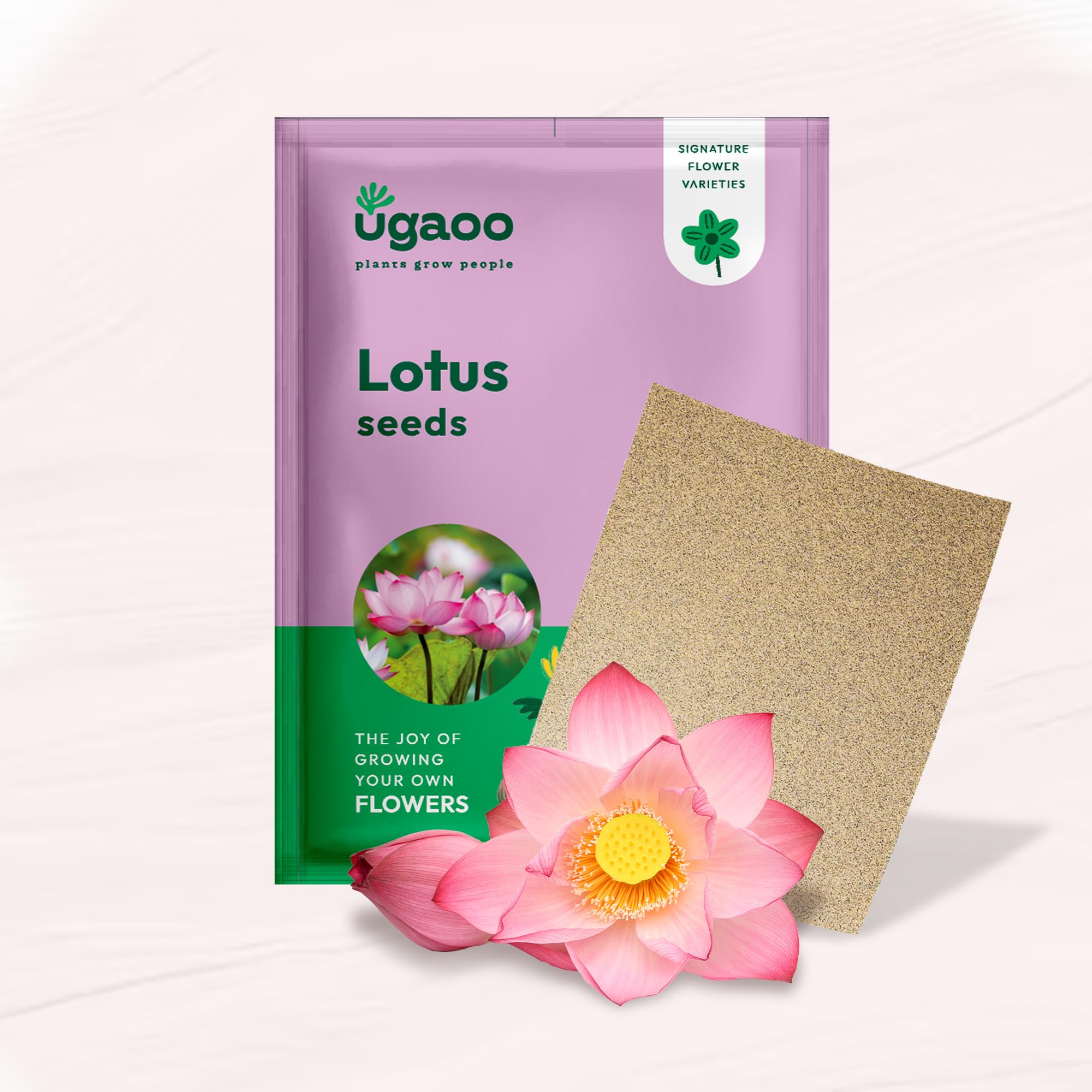 Ugaoo Lotus Seeds for Planting with Sandpaper - Pack of 20 Seeds | High-Germination Lotus Seeds for Planting in Water, Home Garden & Ponds